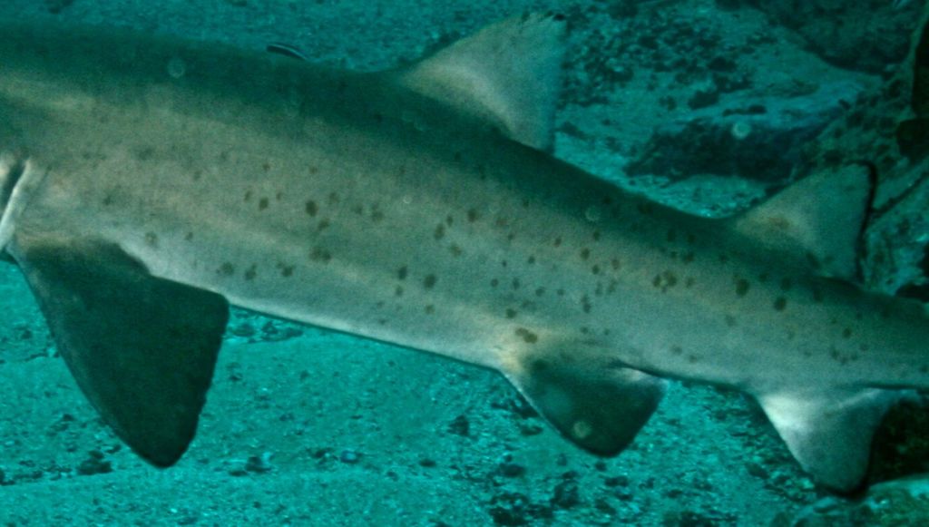 101827ae-6be6-4443-82ee-ad33ceceb1f3