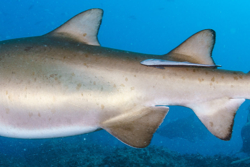 f0ddf070-e252-4f3a-a38b-d7da32e331dd