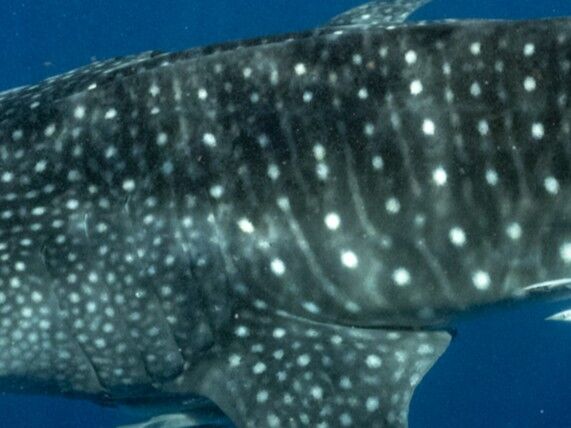 ed196036-c2ff-45a9-987d-c73694e5cc44