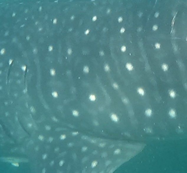 0983a11a-1f90-40ad-adb2-91de7a666f5a