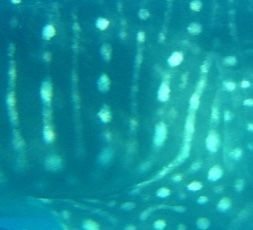 73af55bd-70ac-4218-a210-ceabf3f93f78