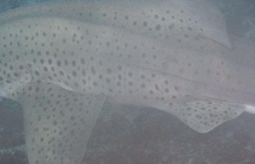 6c2a82d3-ba23-4da1-85df-462660339368