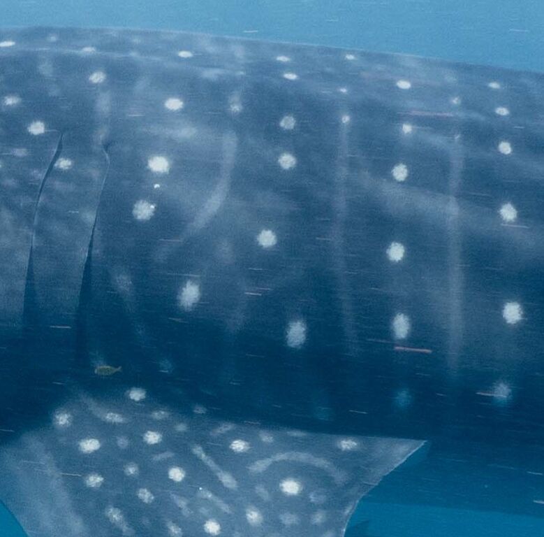 4e339ec2-59e7-4703-8966-695863d6323e