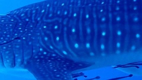 6756fae4-c758-4c60-8394-e3e5a99eeb67