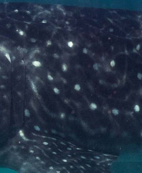 6445cf7e-f38d-4e3b-80f7-ac48ba4a2f74