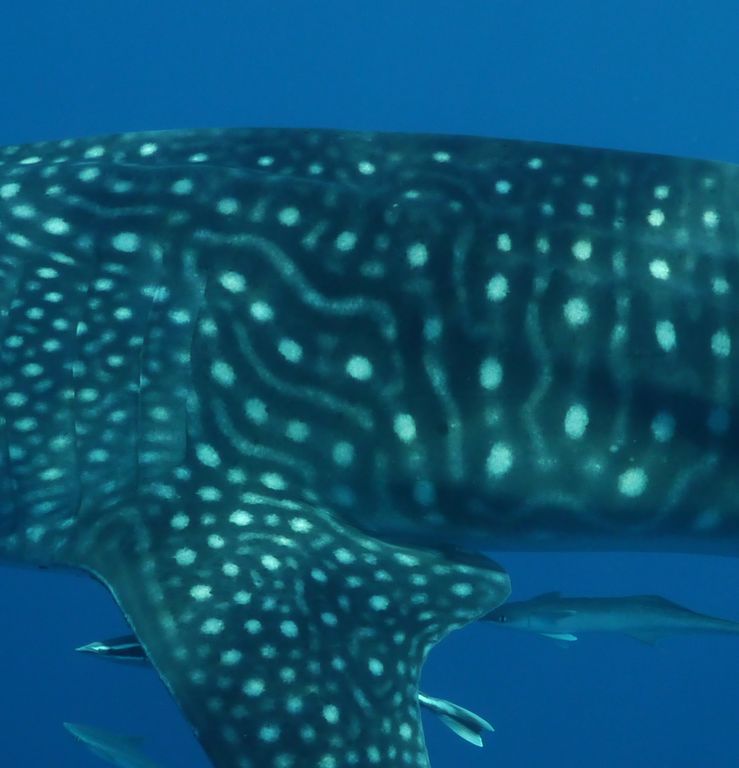 6382f685-fa12-4833-90d0-294c65b61b3d