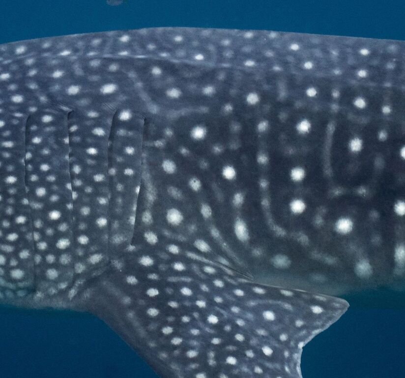 20f1a4da-1ef9-4575-b951-4f2b52ad8c96