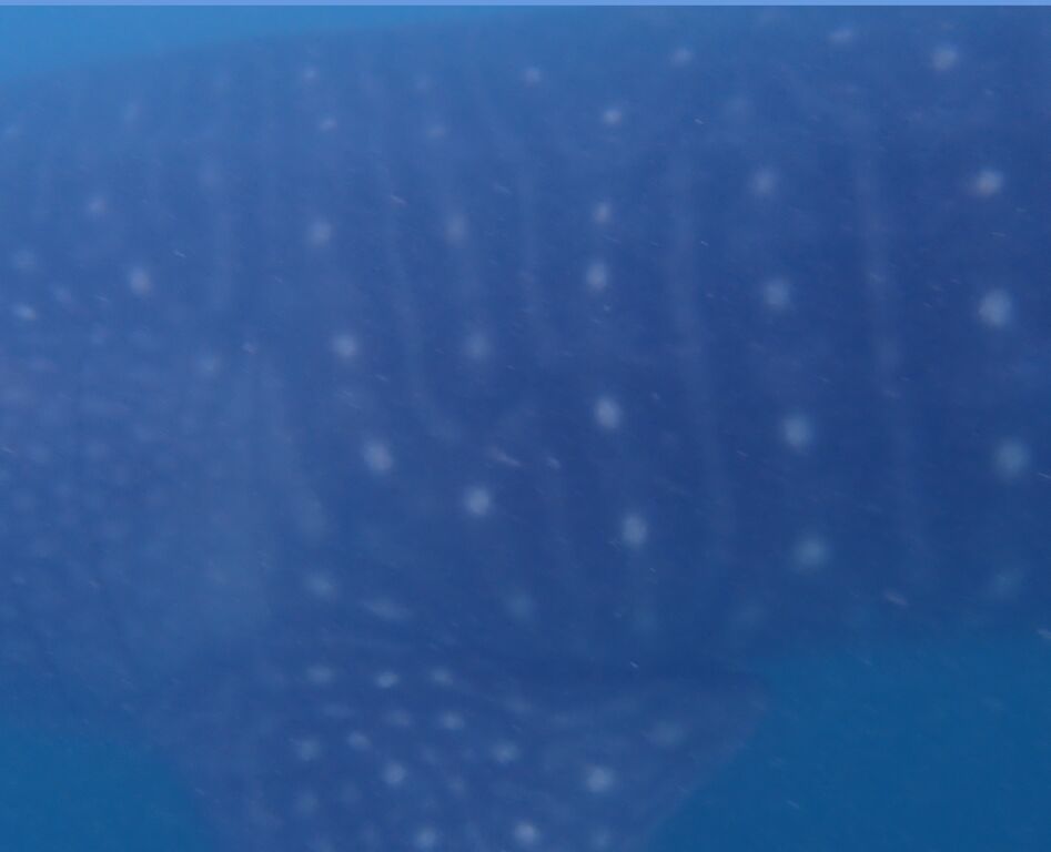 24577f97-51c5-4f0c-b938-9d6c3de8bf01