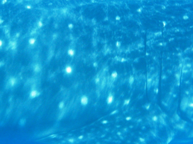 f0976835-cd14-4fe0-9ab4-fe1e23198e1d