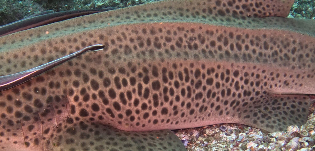 098cfc3f-e7c1-4857-b9ff-7a1d8ce08e29