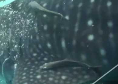 a838bb48-ffdd-4556-838f-5fb425283418