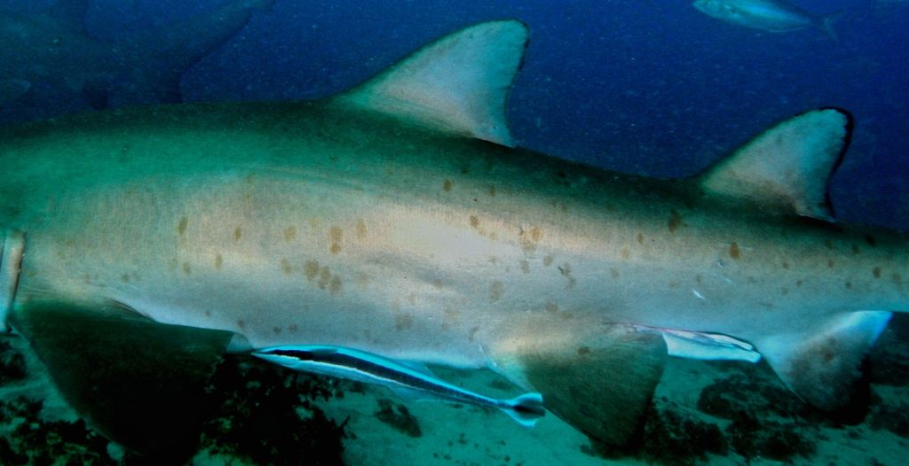 6ed6b691-d4b8-479d-b155-21df923d7529