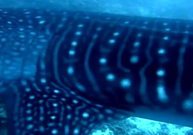 9e808e2d-a005-493f-9790-138cad9b0308