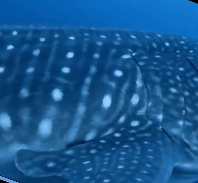 1b55da1d-1c5f-481c-afd7-6cc3f2b2cd32