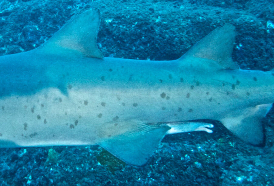 05321bc7-e7e2-4c24-84b4-dfa8294bbc0c