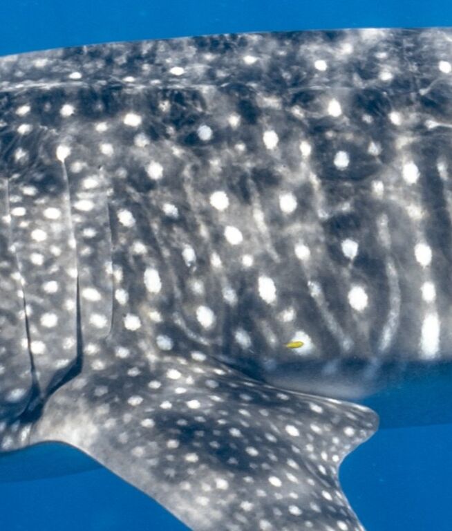 1741e20e-d965-4b0e-9c61-66d6b96e5dce