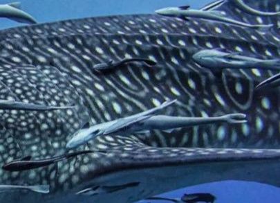 1f166e61-2b96-46f8-8698-42e45f8ade88