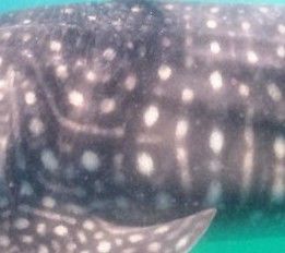 89553ad4-8919-43c1-a67d-42906d4436fc