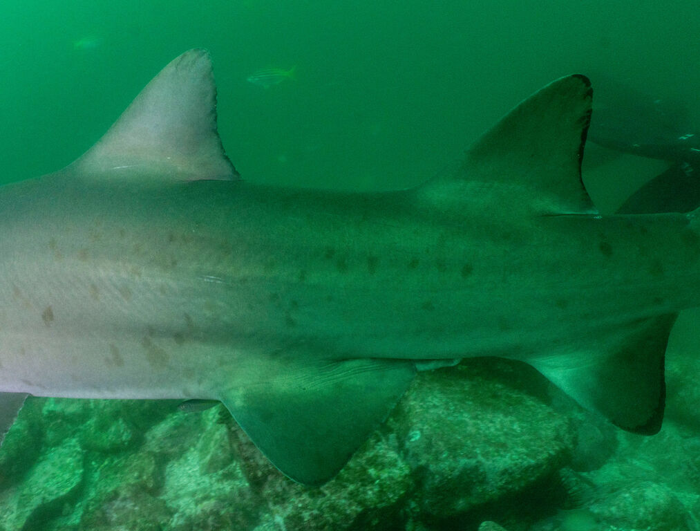 1308c348-9187-4fd0-9a03-87cb6df4e5ec