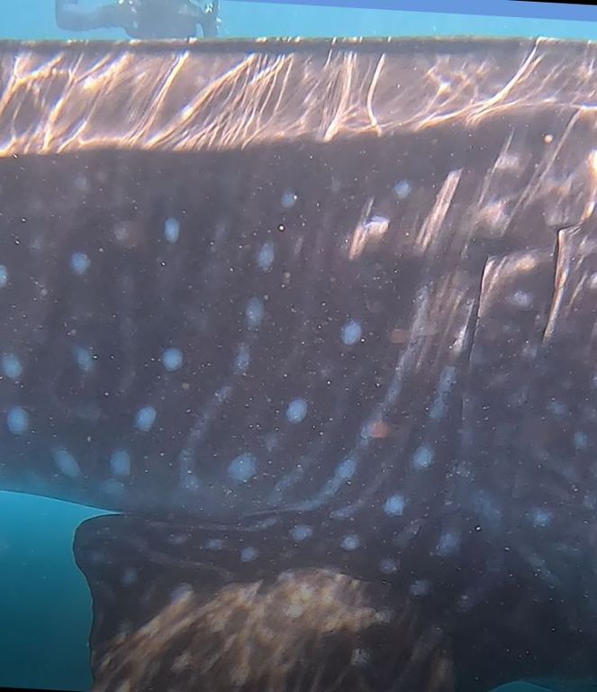 c4abd894-e812-4c24-9bf0-9cea26b0f984