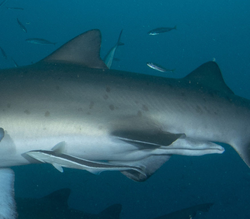 ceaf4ced-0c46-43bb-b96f-d92057d92ef7