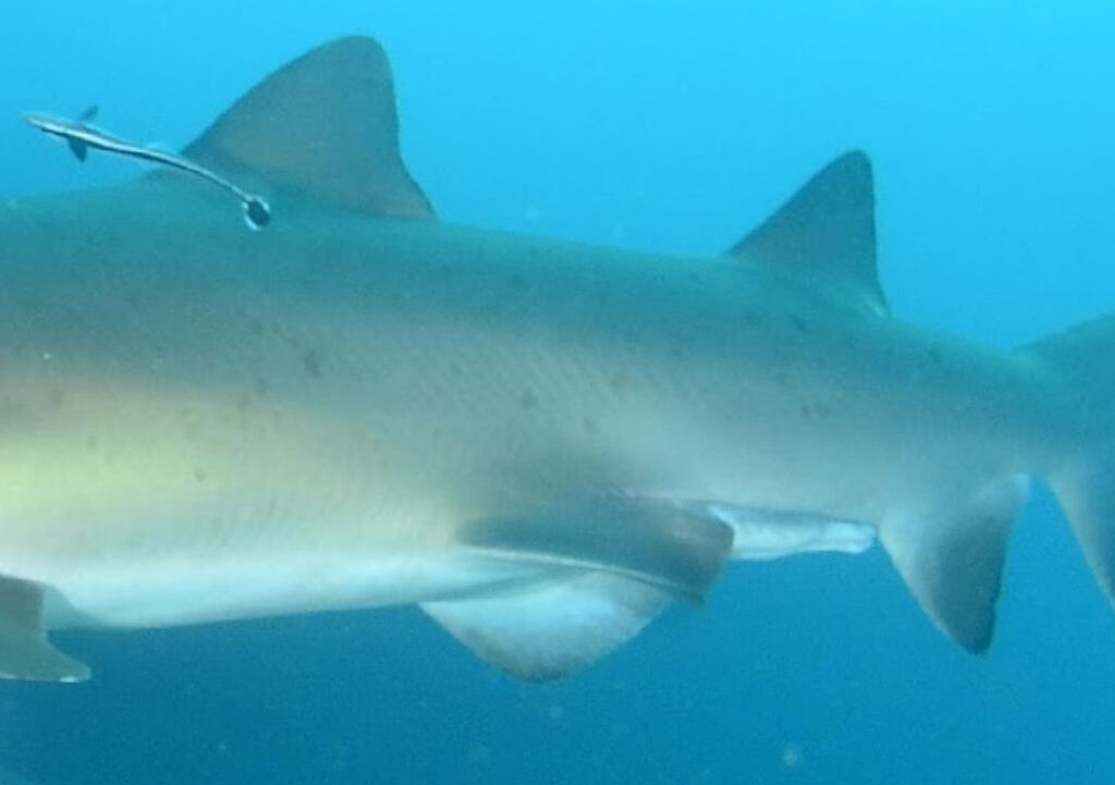 8baeccb0-0131-40d9-b44c-7713f3b6a19e