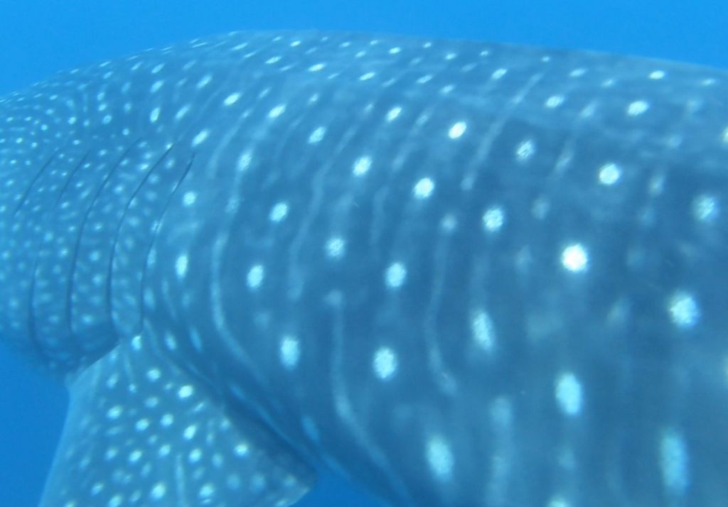 c7567d39-896e-44ec-9192-af699d5b2580