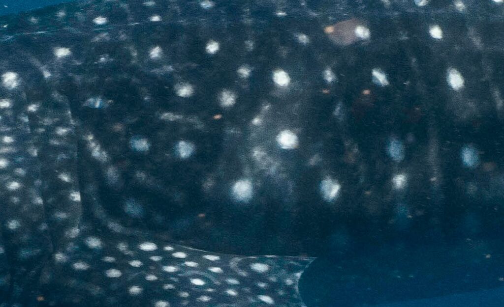 fa45b4d6-0fe5-454f-9efe-0f4bbce51088