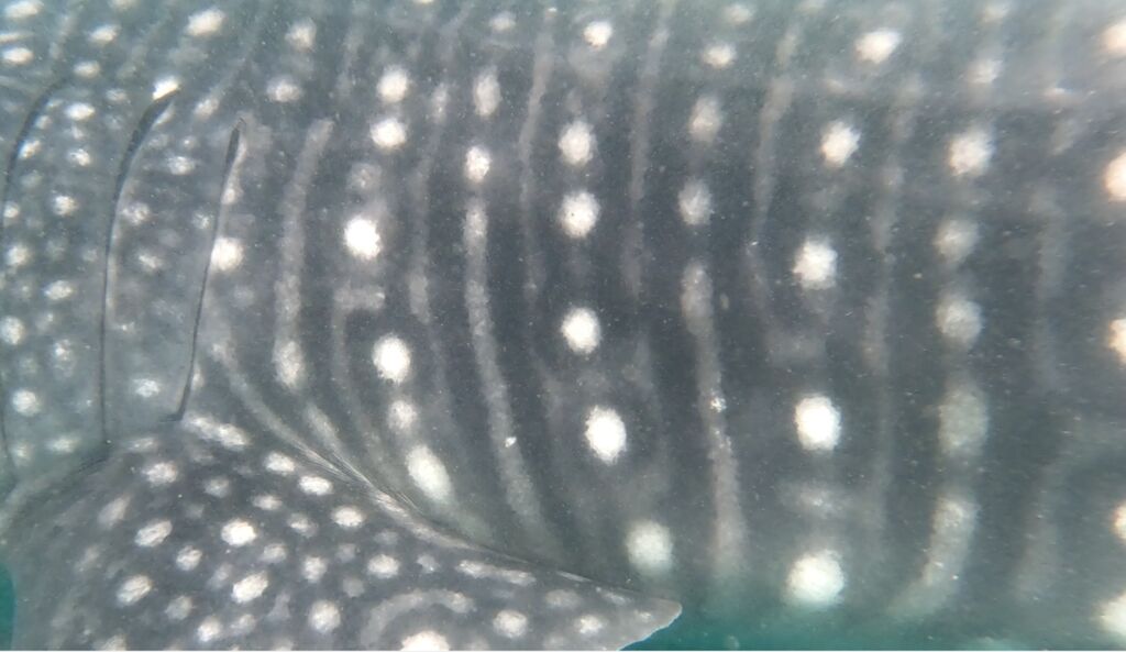 32d42706-b6df-455a-b6fc-1000194f1907