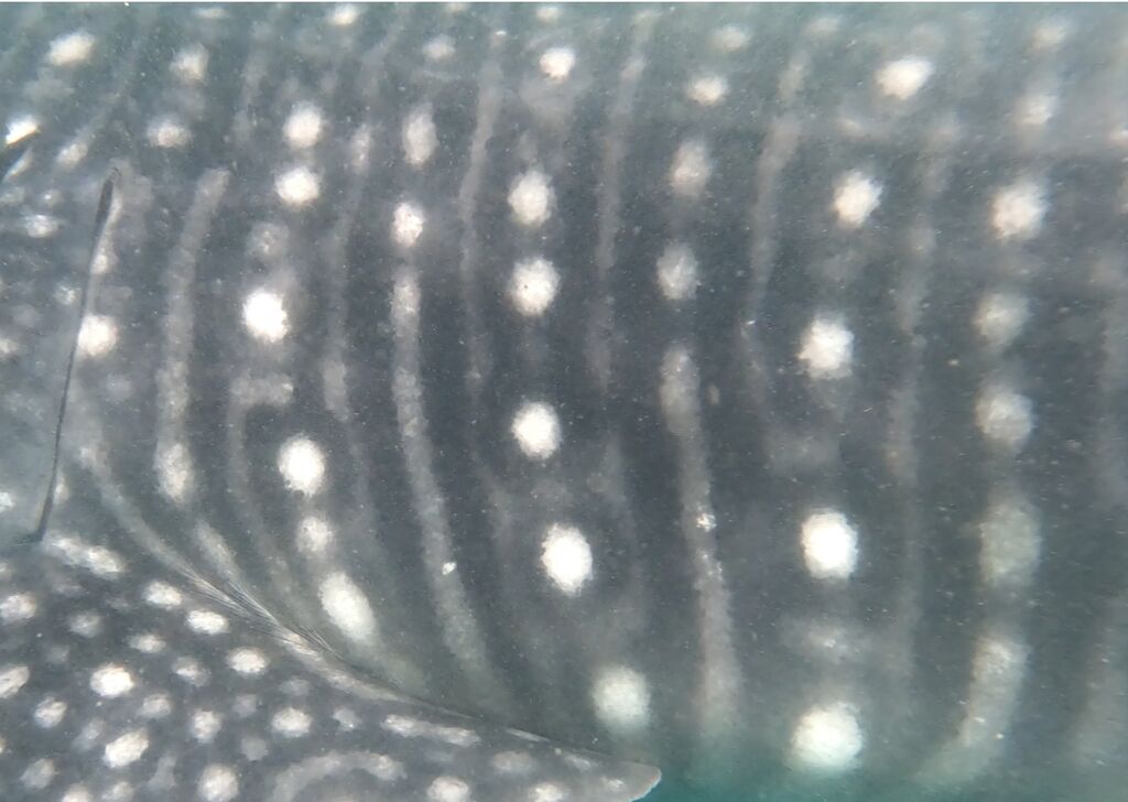 32d42706-b6df-455a-b6fc-1000194f1907