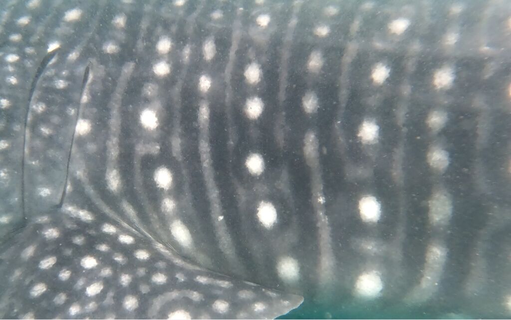 32d42706-b6df-455a-b6fc-1000194f1907