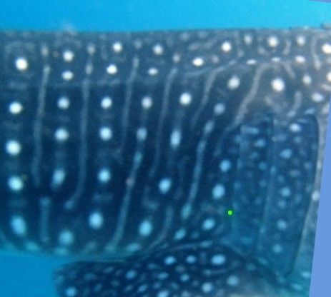 55eecf3d-d8b8-42d9-a253-40fb4b86b4fc