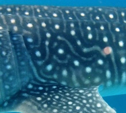 55eecf3d-d8b8-42d9-a253-40fb4b86b4fc