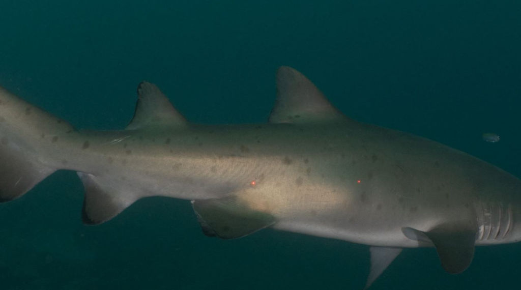 bed83f1b-2b57-4eb5-b99c-b5034253d5c4