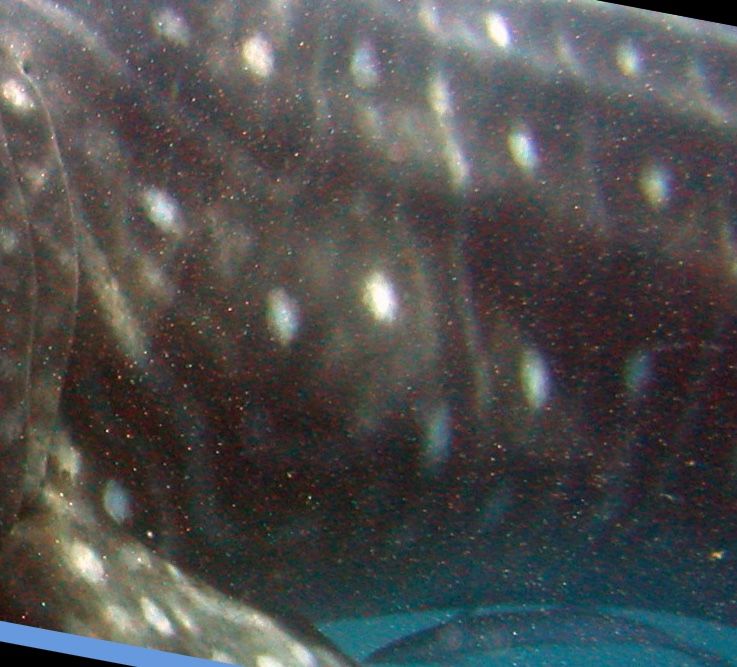 a1a1cd4c-ac00-4482-8965-fa615c36ec67