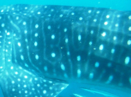 cba3146d-327e-4d74-b242-c571fcafc9c1