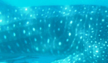 cba3146d-327e-4d74-b242-c571fcafc9c1