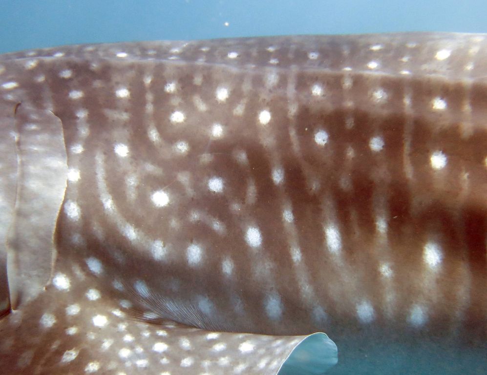 78d0af4e-7da3-4841-9776-1707f458b444