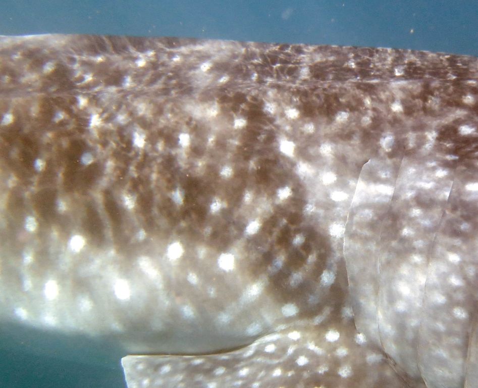 78d0af4e-7da3-4841-9776-1707f458b444