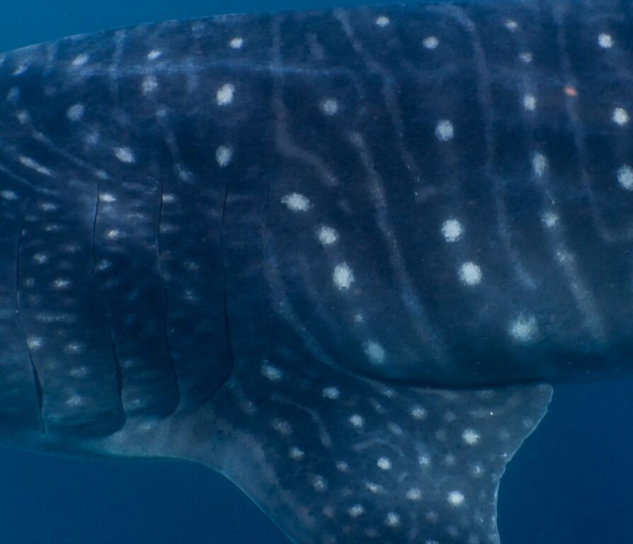 216ecb85-9103-4e1a-8f53-c7c227e5c705