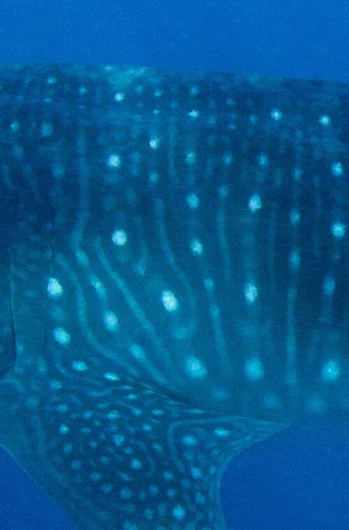 9e35d794-02b5-4b70-9726-c412eefaef1f