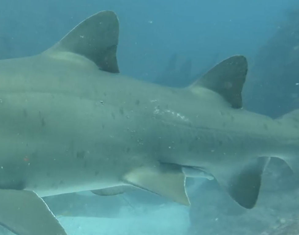 0ad2062d-baea-4a72-b2ca-9ac1a3abf9e7