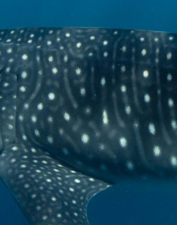 c6830f81-e76c-4002-acb3-cd7444b617ea