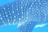 a2133e0f-073a-49e3-a876-b0faa6be0d7e