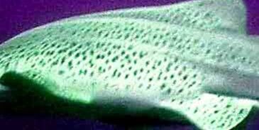 850c6fa6-3710-4a98-9e33-5f07e90d320f