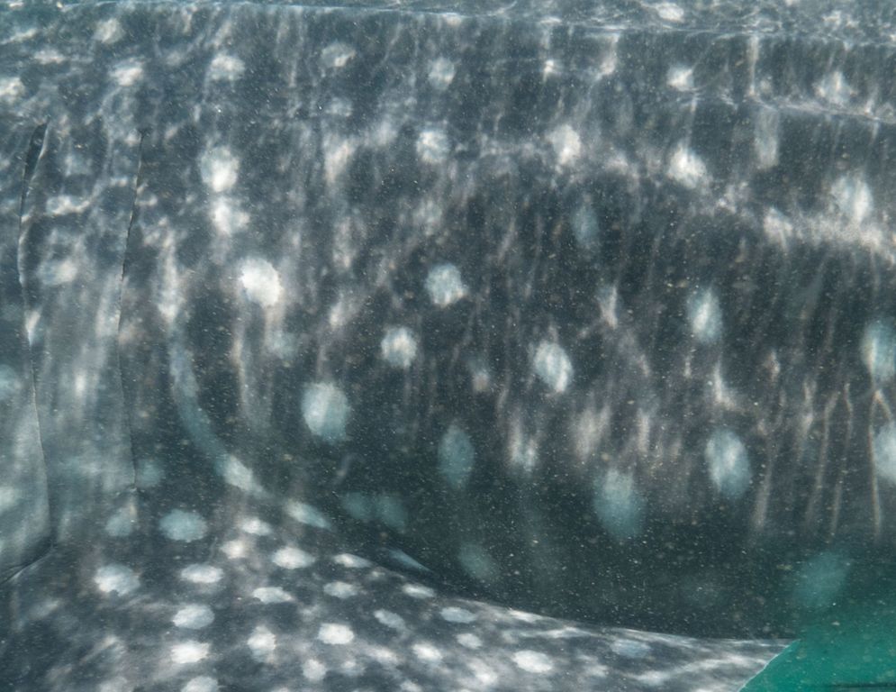 2dba626a-a5f3-4b53-aa6d-6eaa7426843b