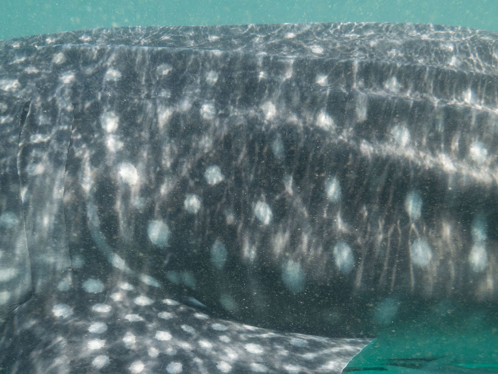 2dba626a-a5f3-4b53-aa6d-6eaa7426843b