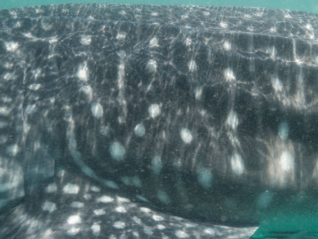 2dba626a-a5f3-4b53-aa6d-6eaa7426843b