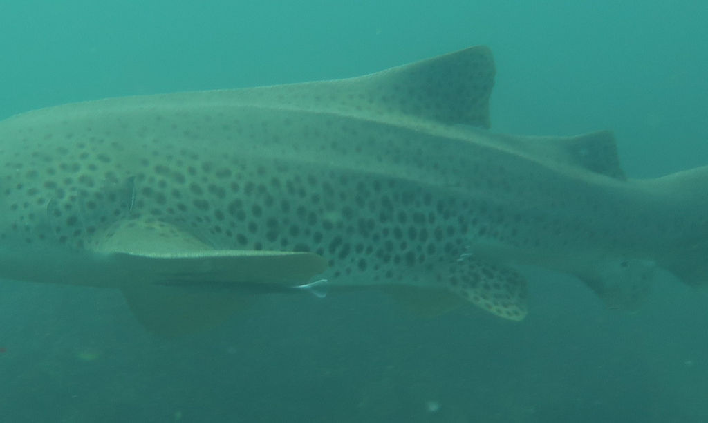 1e77c0d5-43a4-4e0f-adbe-8f5875a06363