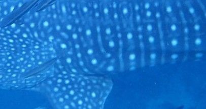 557dffe6-6557-47c3-bc44-929928fedfbc